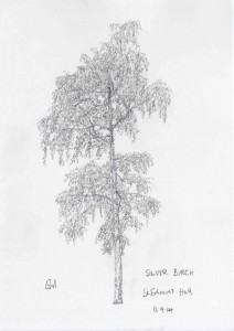 Silver Birch - 14.33