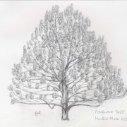 (c) Tree-drawings.co.uk
