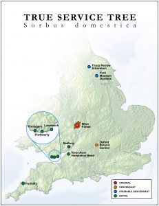 True Service Tree Map