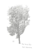 True Service Tree, Arley Arboretum